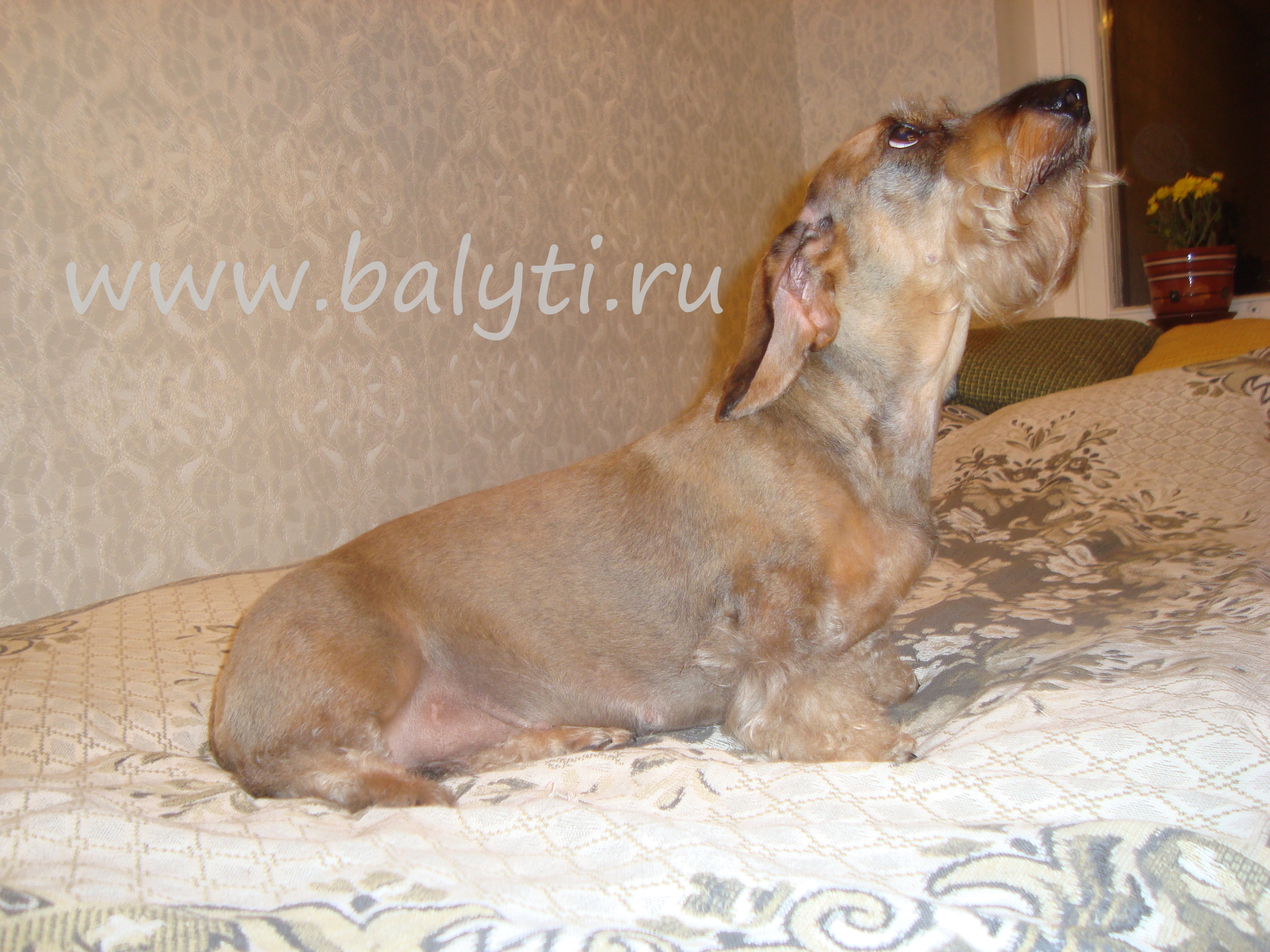 Триминг, стрижка жесткошерстной таксы- щенок. Зоосалон Балути